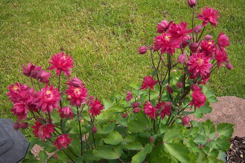 50 Clementine RED DOUBLE COLUMBINE Aquilegia Vulgaris Flower Seeds
