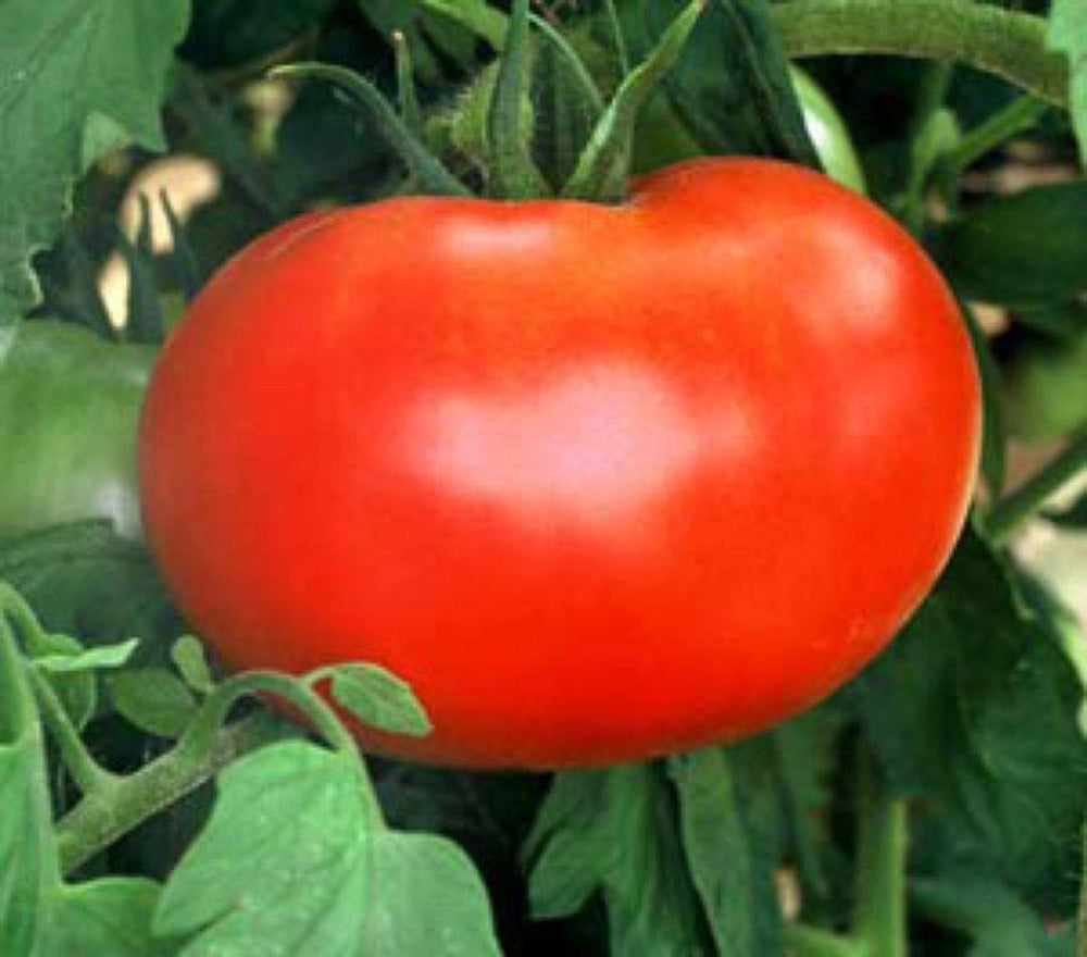 500 Ace 55 Tomato (Lycopersicon Lycopersicum) Seeds
