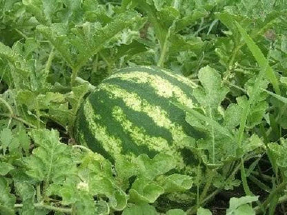 100 CRIMSON SWEET WATERMELON Citrullus lanatus Fruit Melon Seeds