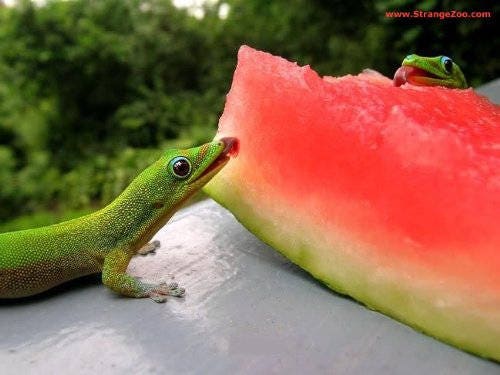 100 CRIMSON SWEET WATERMELON Citrullus lanatus Fruit Melon Seeds