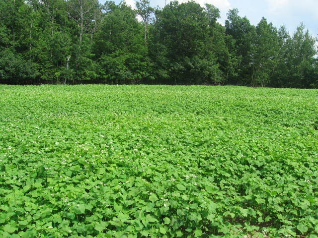 Organic Buckwheat (Fagopyrum esculentum) Seeds – 200 ct