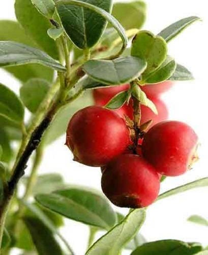 100 Cranberry (Vaccinium Macrocarpon) Seeds