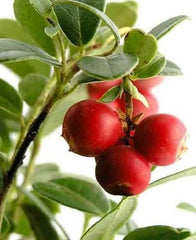 100 Cranberry (Vaccinium Macrocarpon) Seeds