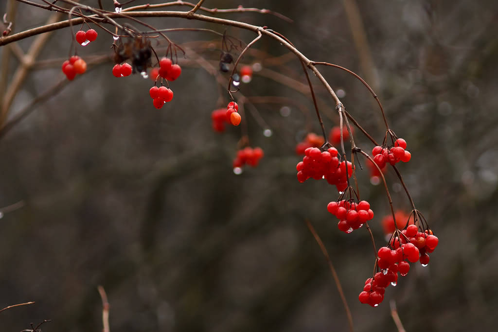 100 Cranberry (Vaccinium Macrocarpon) Seeds