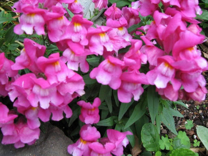 Baby Snapdragon (Toadflax) (Linaria maroccana) Seeds – 2,000 ct