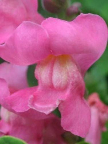 Baby Snapdragon (Toadflax) (Linaria maroccana) Seeds – 2,000 ct