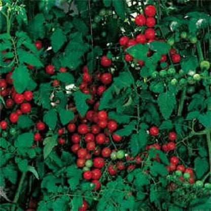 300 SMALL Red CHERRY TOMATO Lycopersicon Lycopersicum Fruit Vegetable Seeds