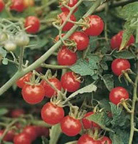 300 SMALL Red CHERRY TOMATO Lycopersicon Lycopersicum Fruit Vegetable Seeds