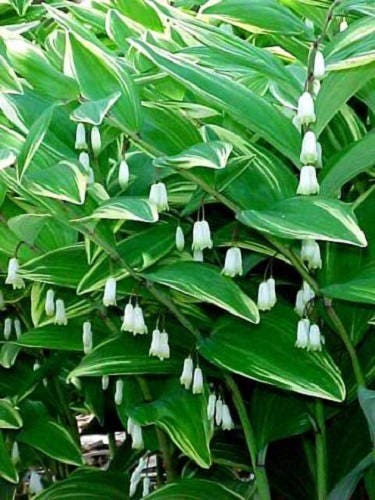 15 Solomon's Seal (Polygonatum Canaliculatum) Seeds