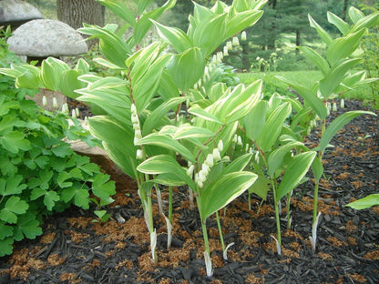 15 Solomon's Seal (Polygonatum Canaliculatum) Seeds