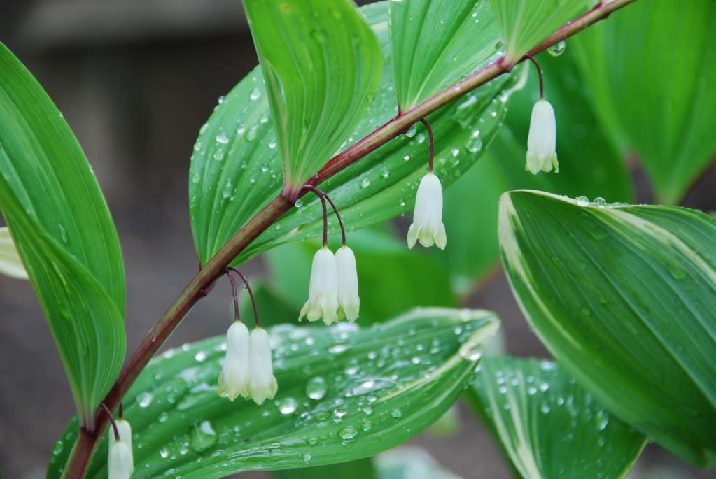 15 Solomon's Seal (Polygonatum Canaliculatum) Seeds