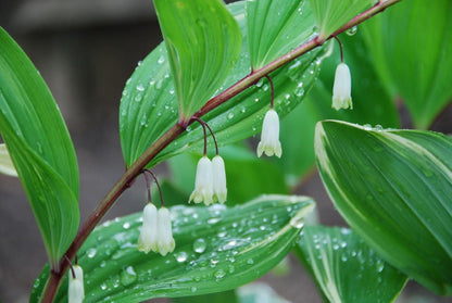 15 Solomon's Seal (Polygonatum Canaliculatum) Seeds