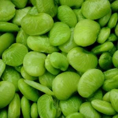 Fordhook Lima Bean (Phaseolus lunatus) Seeds – 20 ct