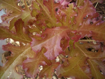 Cimmaron Red Romaine Lettuce (Lactuca sativa) Seeds – 3,000 ct