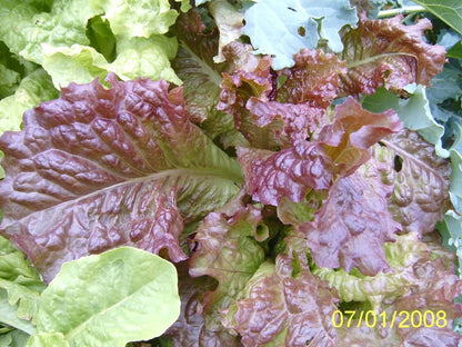 Cimmaron Red Romaine Lettuce (Lactuca sativa) Seeds – 3,000 ct