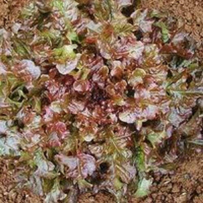 Cimmaron Red Romaine Lettuce (Lactuca sativa) Seeds – 3,000 ct