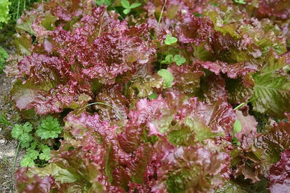 Cimmaron Red Romaine Lettuce (Lactuca sativa) Seeds – 3,000 ct