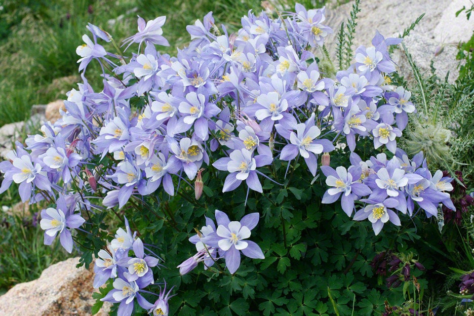 50 Blue Rocky Mountain Columbine (Aquilegia Caerulea) Seeds