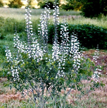 White Wild Indigo (Baptisia alba) Seeds – 50 ct