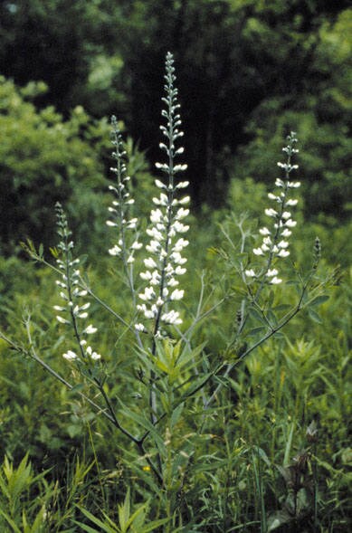 White Wild Indigo (Baptisia alba) Seeds – 50 ct