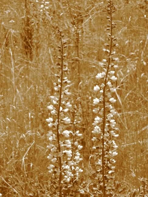 White Wild Indigo (Baptisia alba) Seeds – 50 ct