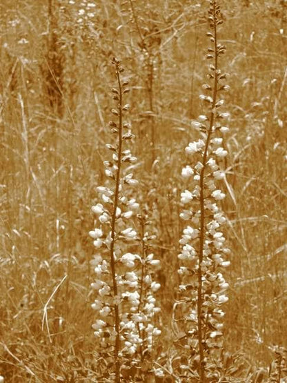 White Wild Indigo (Baptisia alba) Seeds – 50 ct