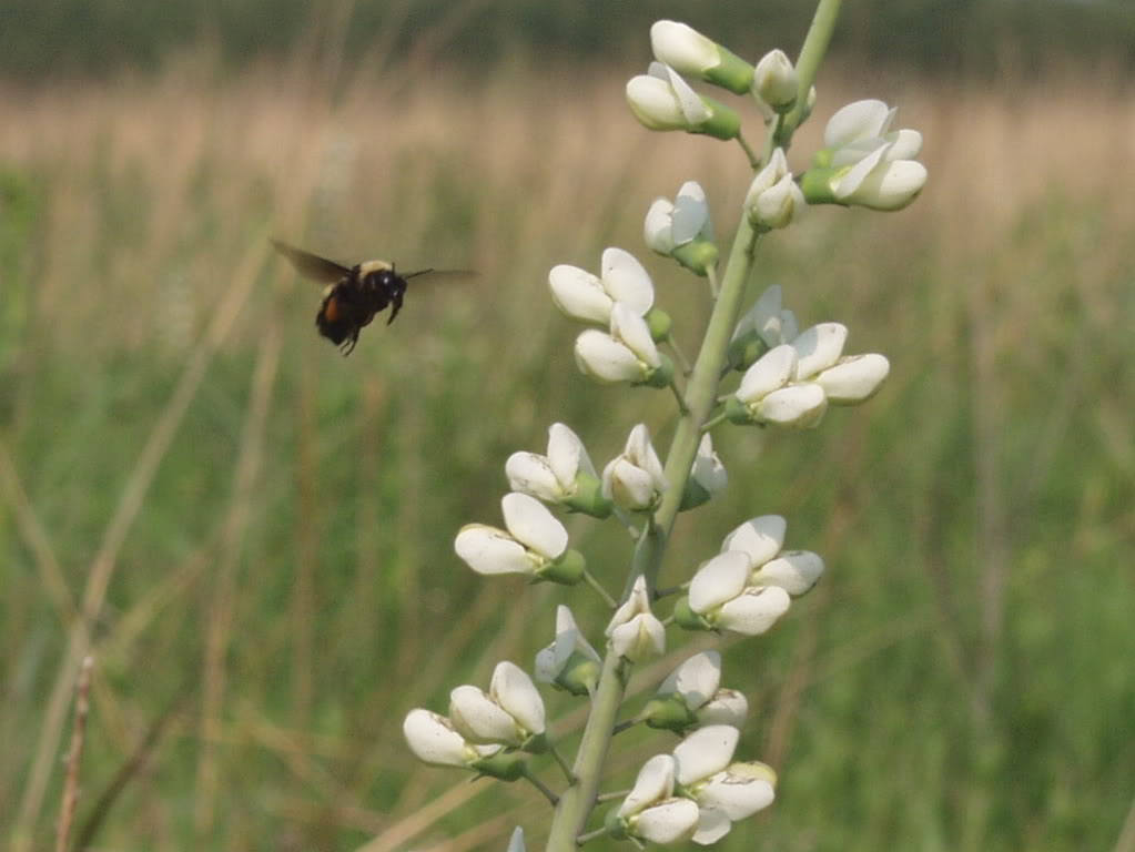 White Wild Indigo (Baptisia alba) Seeds – 50 ct