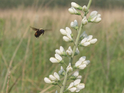 White Wild Indigo (Baptisia alba) Seeds – 50 ct