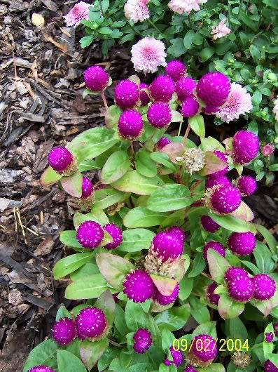 50 Globe Amaranth (Gomphrena Globosa) Seeds