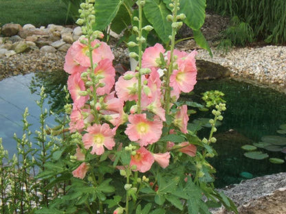 50 Mixed Colors Hollyhock: King Henry Viii (Alcea Rosea) Seeds