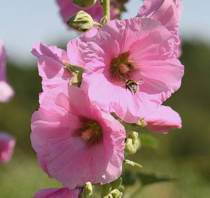 50 Mixed Colors Hollyhock: King Henry Viii (Alcea Rosea) Seeds