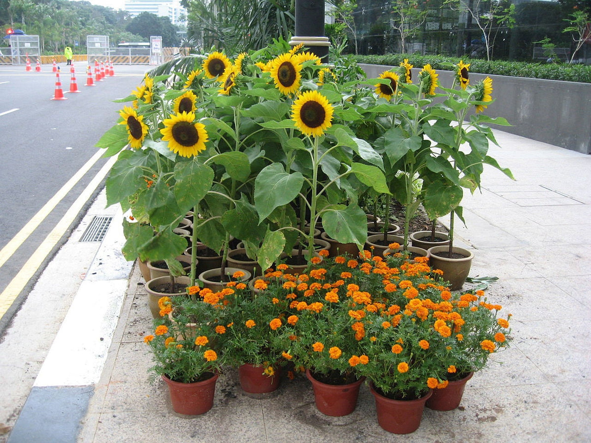 Incredible Dwarf Sunflower (Helianthus annuus) Seeds – 30 ct
