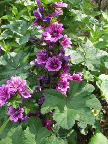 20 MAURITANIAN MALVA Mallow Malva sylvestris var. mauritania Flower Seeds
