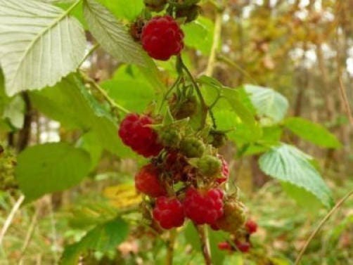 100 Red Raspberry (Rubus Idaeus) Seeds