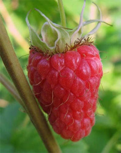 100 Red Raspberry (Rubus Idaeus) Seeds