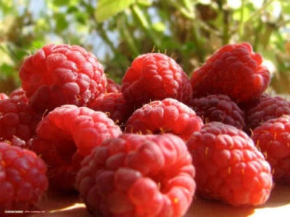 100 Red Raspberry (Rubus Idaeus) Seeds
