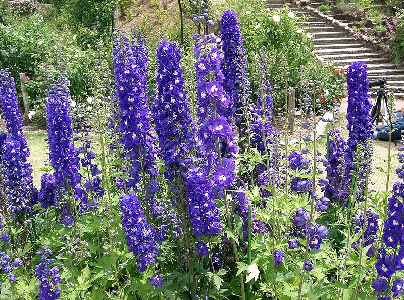 Purple Rocket Larkspur (Consolida ajacis) Seeds – 500 ct