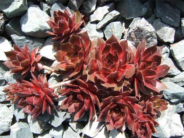 25 Mixed Hens and Chicks (Sempervivum) Seeds