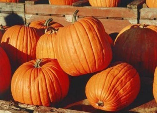 50 Jack o Lantern Pumpkin (Cucurbita Maxima) Seeds
