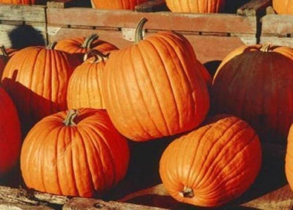 50 Jack o Lantern Pumpkin (Cucurbita Maxima) Seeds