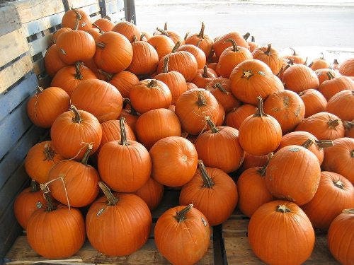 50 Jack o Lantern Pumpkin (Cucurbita Maxima) Seeds
