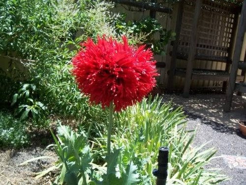 100 Red Oase Peony Poppy (Papaver Peoniflorum) Seeds
