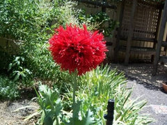 100 Red Oase Peony Poppy (Papaver Peoniflorum) Seeds