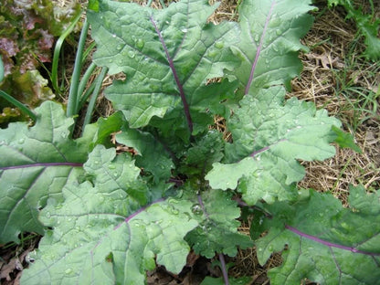 500 RED RUSSIAN KALE Brassica Oleracea Vegetable Seeds