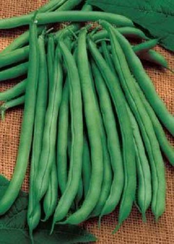 Blue Lake Pole Bean (Phaseolus vulgaris) Seeds – 50 ct