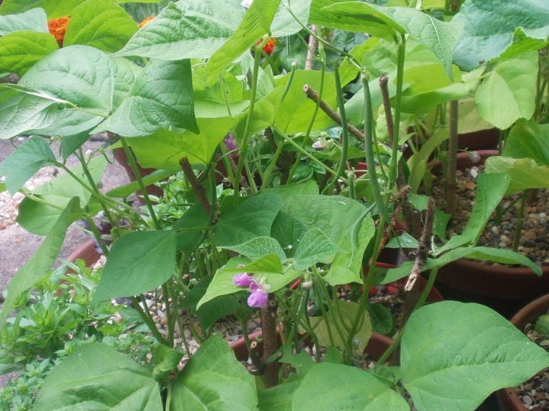 Blue Lake Pole Bean (Phaseolus vulgaris) Seeds – 50 ct