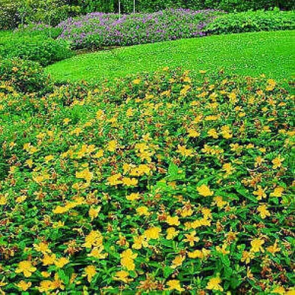 1500 Great St John's Wort (Hypericum Pyramidatum) Seeds