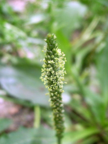 1000 CHINESE PLANTAIN Plantago Asiatica Herb Flower Seeds