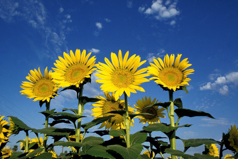 Hopi Sunflower (Helianthus annuus) Seeds – 50 ct