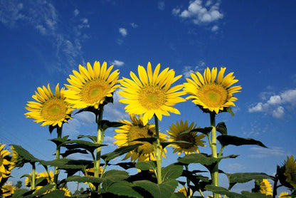 Hopi Sunflower (Helianthus annuus) Seeds – 50 ct